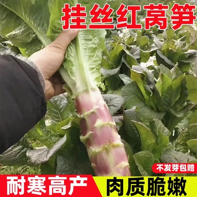 挂丝红莴笋种子老品种高产抗病