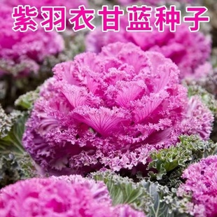 紫羽衣甘蓝种子羽叶甘蓝种子盆栽耐高温观赏花种子蔬菜种子大全