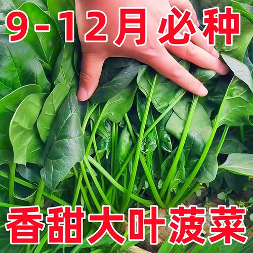 大叶菠菜种耐寒高产越冬红根速生