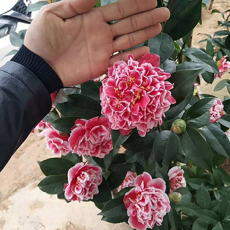 龙火珠茶花春冬