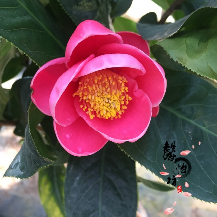 越南海棠四季红抱茎茶花盆栽带花苞阳台植物庭院客厅楼顶绿植花卉