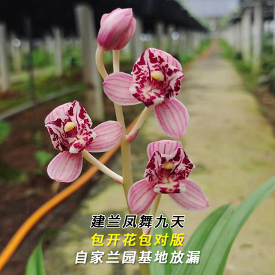 国兰雅苑兰花苗建兰 凤舞九天 夏带花苞出售室内好养绿植花卉盆栽