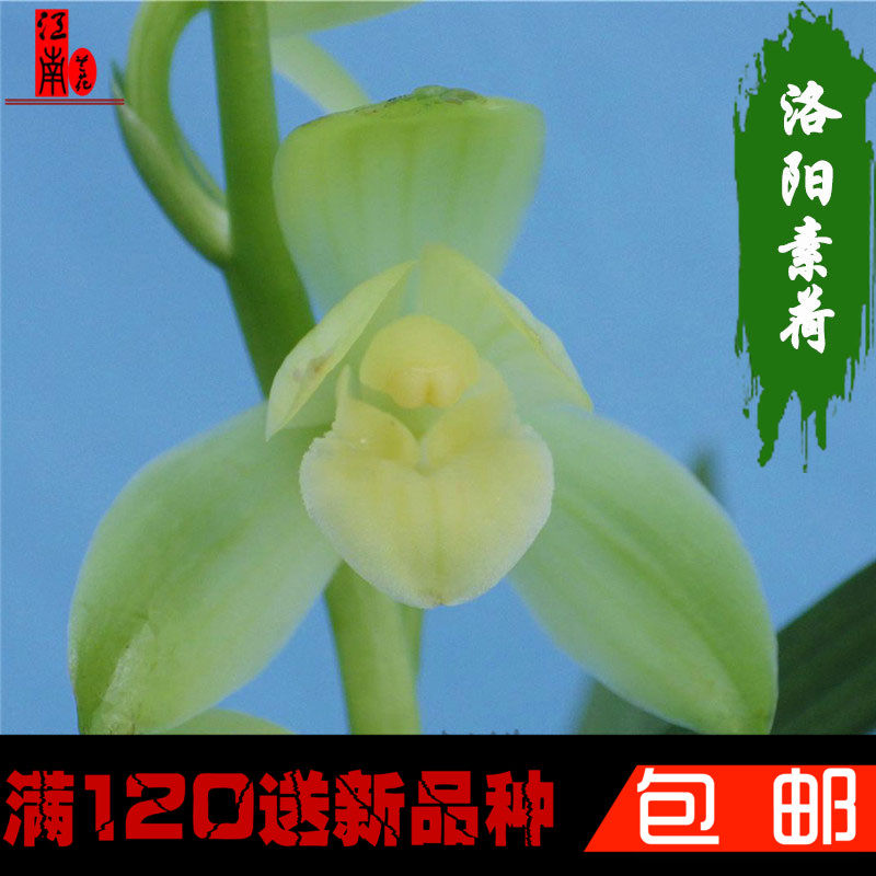高档建兰四季兰花苗 洛阳素荷 素心荷瓣浓香花苞好养花卉绿植盆栽