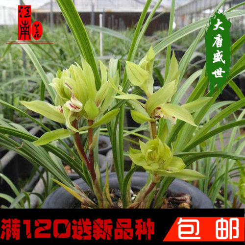 春兰天彭牡丹价格 多少钱