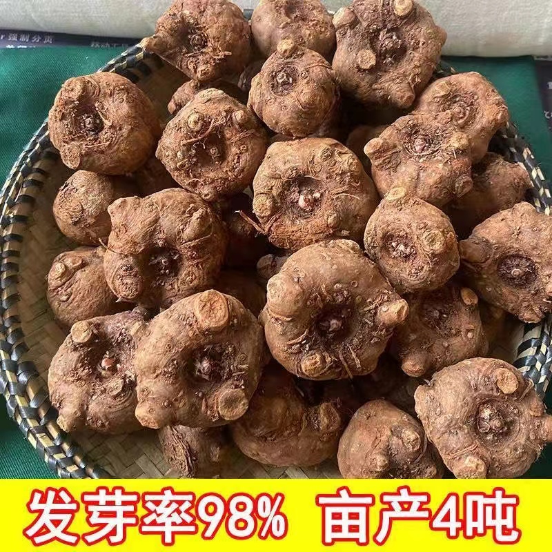 魔芋种子云南成活精品籽粒脱水