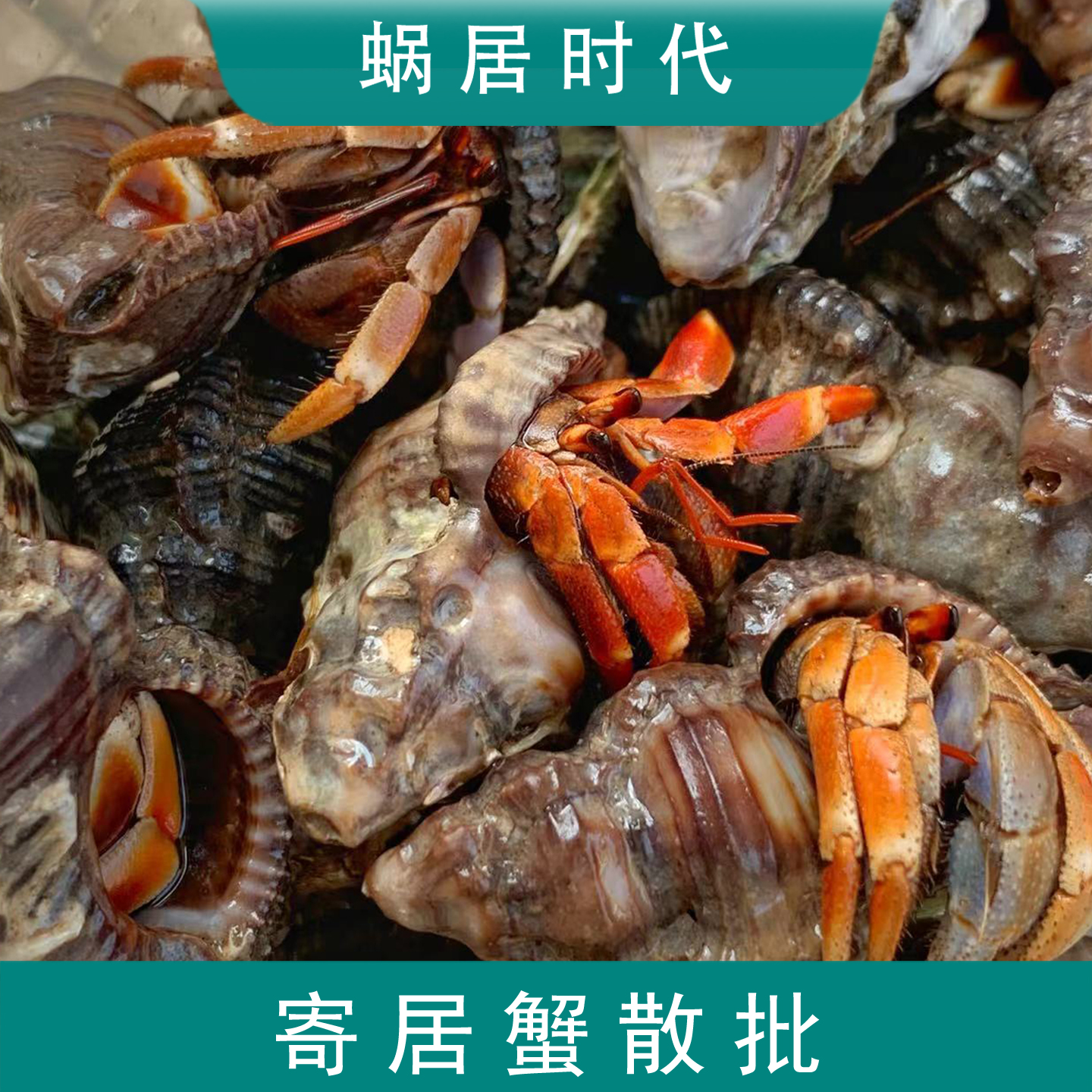 寄居蟹散批灰白短腕深紫里拉红