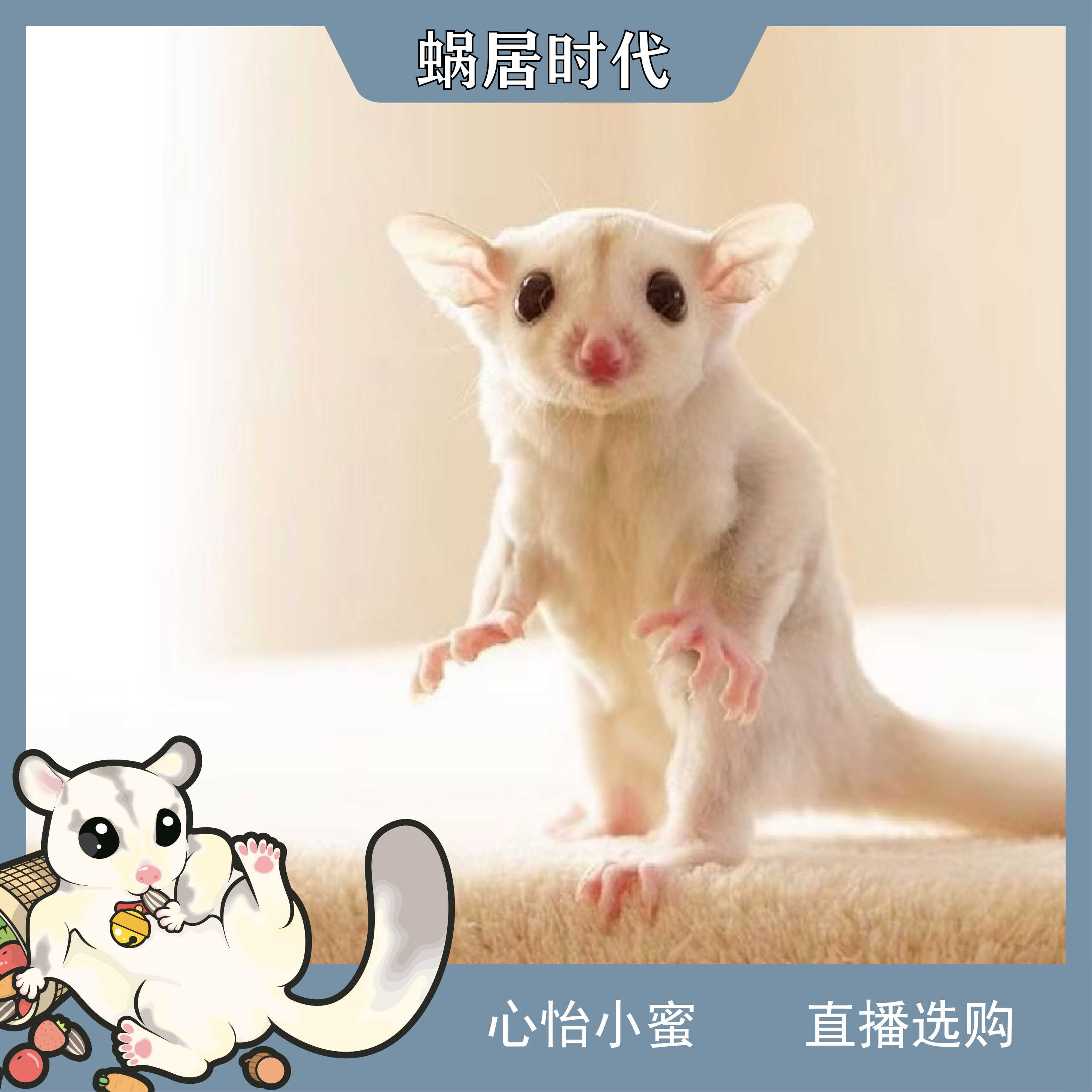 蜜袋鼯 小飞鼠 小奶蜜  网红口袋宠物 手养小蜜 性格温顺容易上手