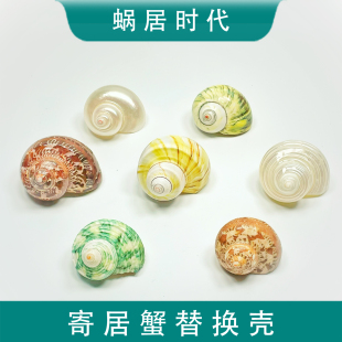 寄居蟹替换壳 寄居蟹螺壳贝壳古文螺牛油果壳月光壳绿蝾螺粉骨壳