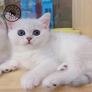 名犬之家 银渐层英短幼猫纯种英国短毛猫银点猫蓝眼睛宠物猫咪