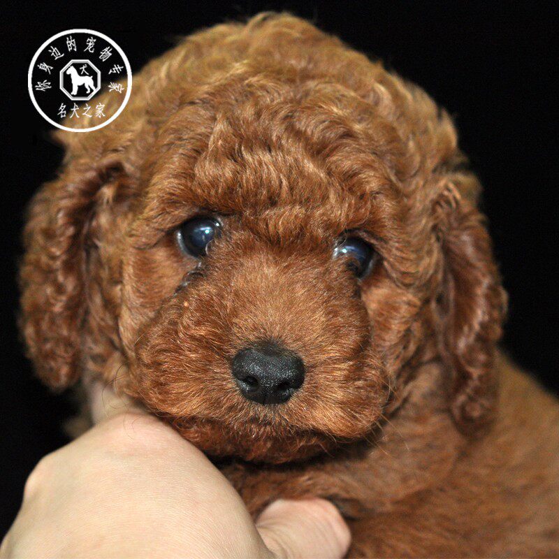 名犬之家 纯种泰迪犬宠物狗狗红白灰色贵宾飞耳活犬体泰迪活宠物