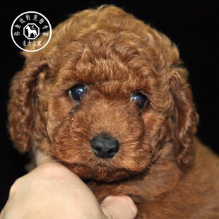 名犬之家 纯种泰迪犬宠物狗狗红白灰色贵宾飞耳活犬体泰迪活宠物