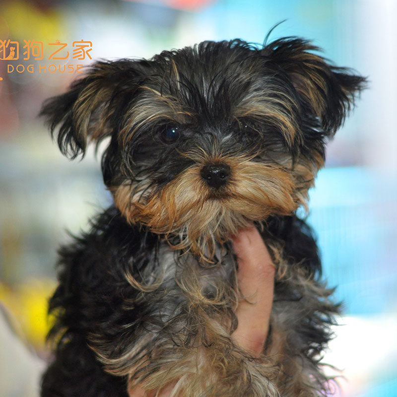 重庆名犬之家 纯种约克夏金头银黑背活体约克夏梗小体幼犬宠物狗