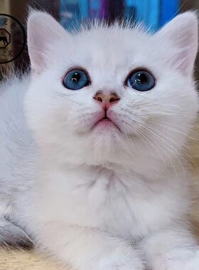 渐层银点活体纯种英国短毛猫