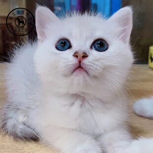 名犬之家  英国短毛猫英短银虎斑渐层银点幼猫崽活体纯种宠物猫