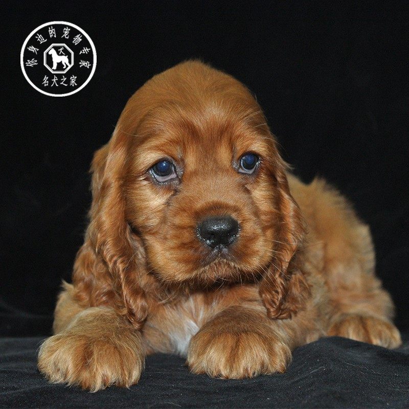 名犬之家 纯种活体宠物狗可卡幼犬英国可卡双色美国可卡犬宠物狗