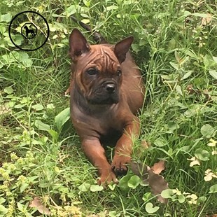 名犬之家重庆繁殖基地纯种川东猎犬邻水狗洞狗外山水牛皮川东猎犬