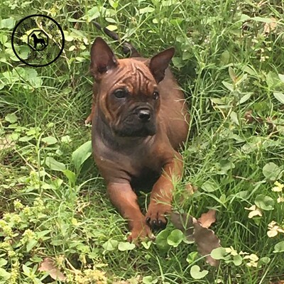 重庆繁殖基地纯种名犬