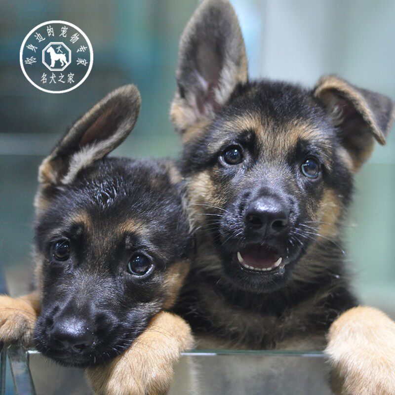名犬之家 纯种德牧幼犬大型犬弓背犬黑背幼犬狼狗幼犬德国牧羊犬