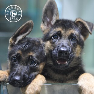 名犬之家 纯种德牧幼犬大型犬弓背犬黑背幼犬狼狗幼犬德国牧羊犬