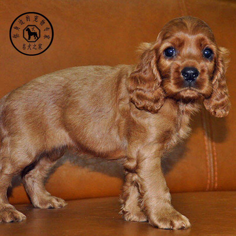 名犬之家 纯种活体宠物狗可卡幼犬英国美国可卡幼犬宠物狗狗