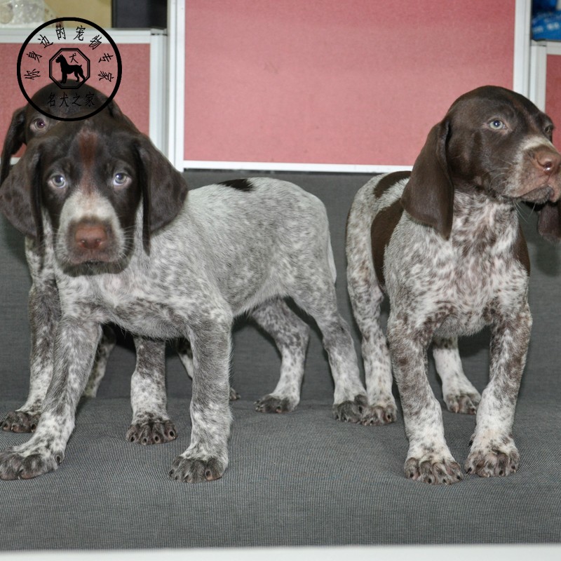 名犬之家 波音达猎犬幼犬纯种德国魏玛猎犬活体中型打猎野猪猎兔