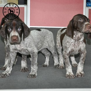 名犬之家 波音达猎犬幼犬纯种德国魏玛猎犬活体中型打猎野猪猎兔