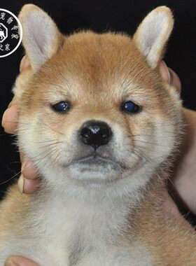 豆柴纯种幼崽活体小柴犬