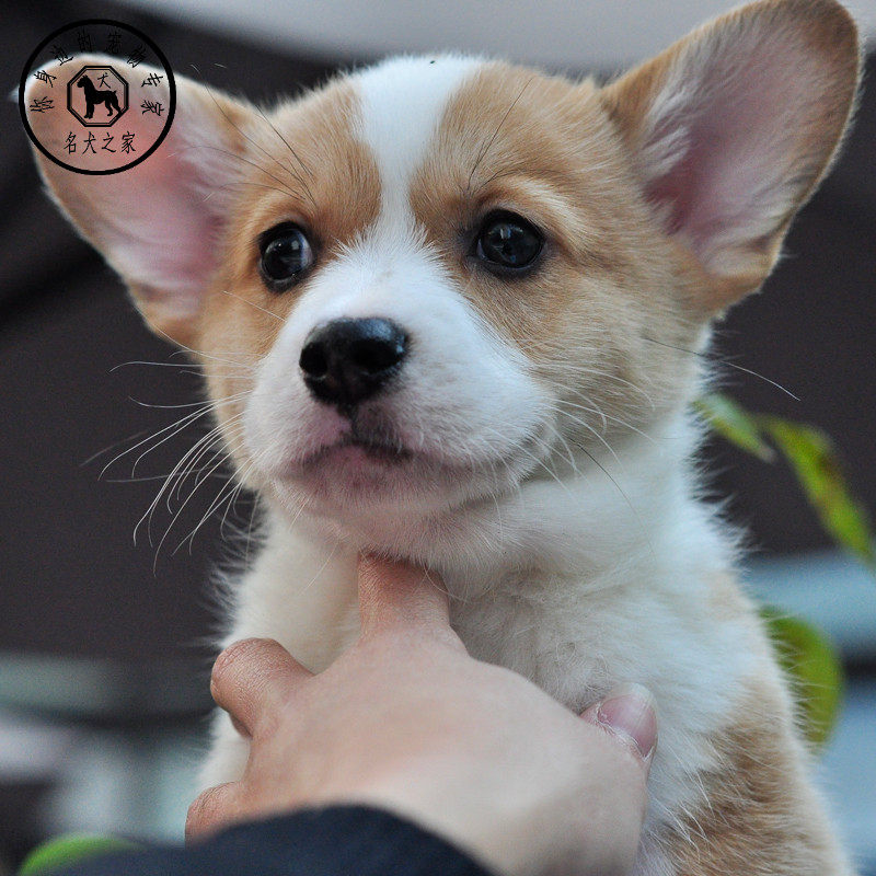 名犬之家 柯基犬幼犬活体纯种威尔士柯基小短腿宠物狗小狗狗活体