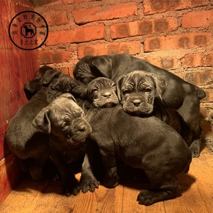 名犬之家纯种卡斯罗幼犬意大利卡斯罗威纳护卫犬大型猛犬看家护院