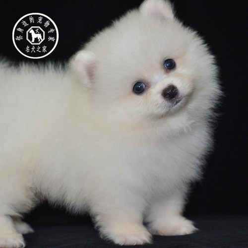 纯种活体白色俊介博美犬