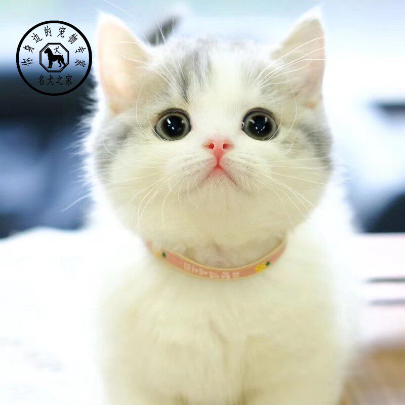 名犬之家 短腿猫曼基康矮脚猫曼赤肯猫咪活物起司猫幼崽宠物奶猫