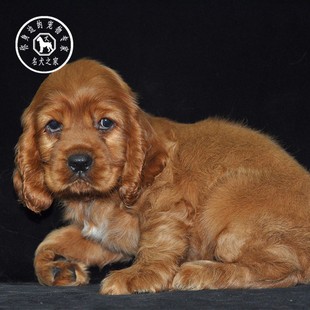 名犬之家 纯种活体宠物狗可卡幼犬英国美国可卡幼崽狗活幼体猎犬