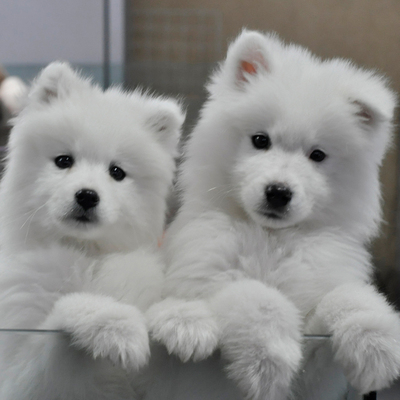 重庆名犬之家 萨摩耶雪橇犬幼犬活体纯种狗活体公母视频挑选狗狗