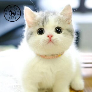 名犬之家 短腿猫曼基康矮脚猫含糖量超高蓝虎斑梵花矮脚宠物幼崽