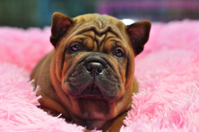 重庆猎犬基地纯种川东猎犬邻水狗重庆犬洞狗打猎犬活体幼犬视频