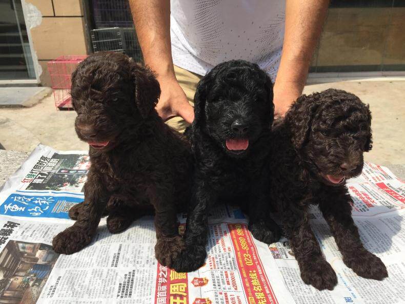 重庆狗狗之家宠物店名犬舍纯种巨型贵宾犬黑色红色巧克力色巨贵