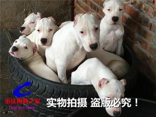 重庆狗狗之家猎犬繁殖基地出售纯种阿根廷杜高犬看家护院打猎专用