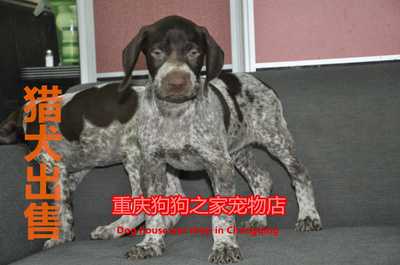 重庆繁殖基地纯种英国出售猎犬