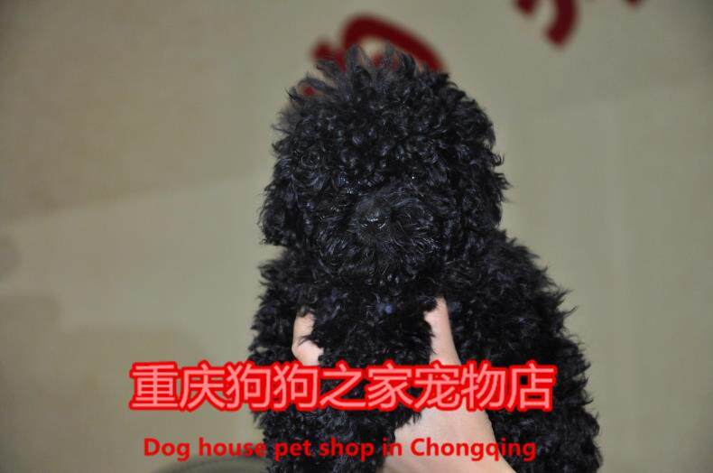 重庆狗狗之家宠物店出售三个月大黑色泰迪妹妹疫苗驱虫已做好