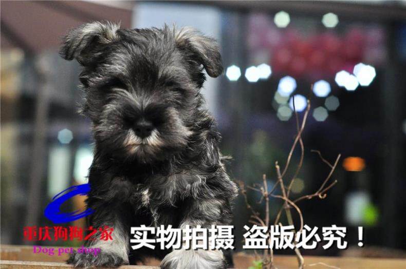 重庆狗狗之家宠物店十年品质老店出售纯种迷你椒盐色雪拉瑞幼犬