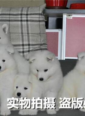 重庆宠物店微笑天使萨摩耶幼犬