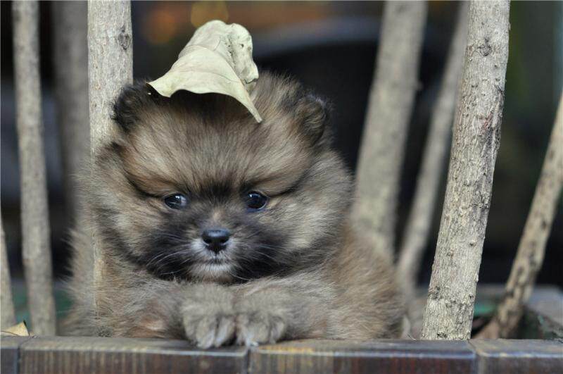 重庆狗狗之家宠物店纯种哈多利球体博美俊杰犬英系小体博美犬出售