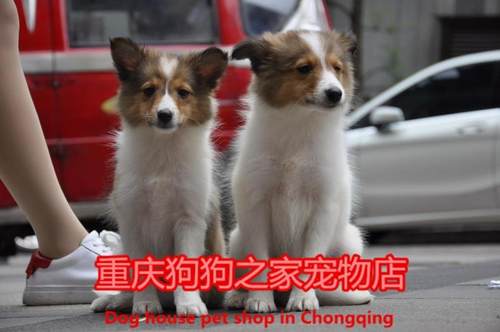 重庆宠物店纯种喜乐蒂出售牧羊犬