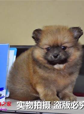 重庆宠物店出售哈多利博美俊介犬