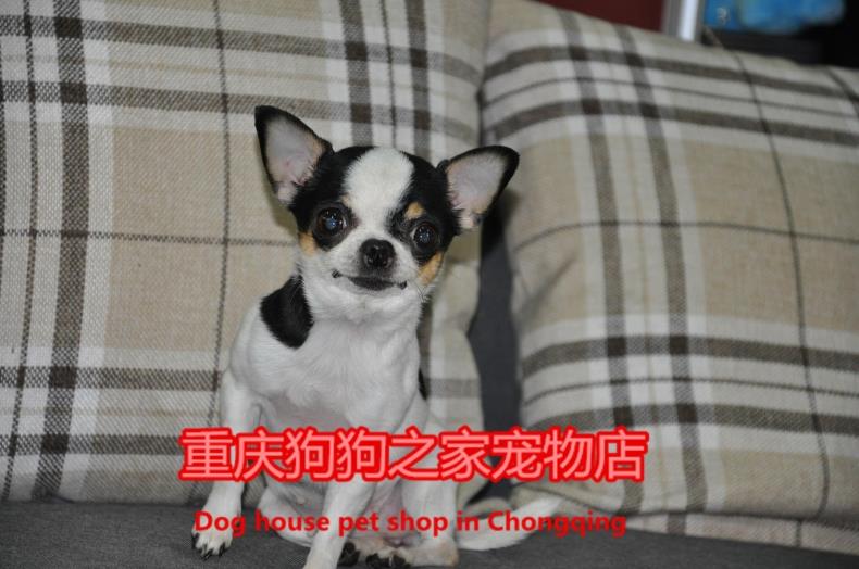 重庆狗狗之家宠物店名犬之家成年三斤重纯种黑白花吉娃娃幼犬出售 宠物/宠物食品及用品 狗狗 原图主图