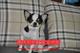 重庆狗狗之家宠物店名犬之家成年三斤重纯种黑白花吉娃娃幼犬出售