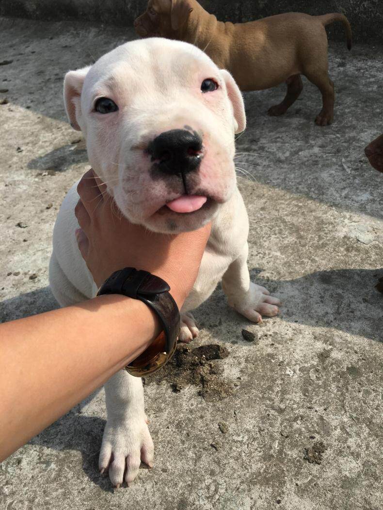 重庆狗狗之家猎犬繁殖基地纯种阿根廷杜高犬打猎犬好狗看家护院