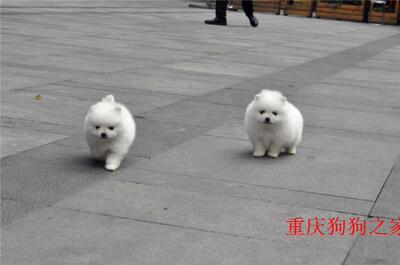 重庆宠物店出售哈多利博美俊介犬