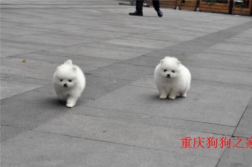 重庆宠物店出售哈多利博美俊介犬