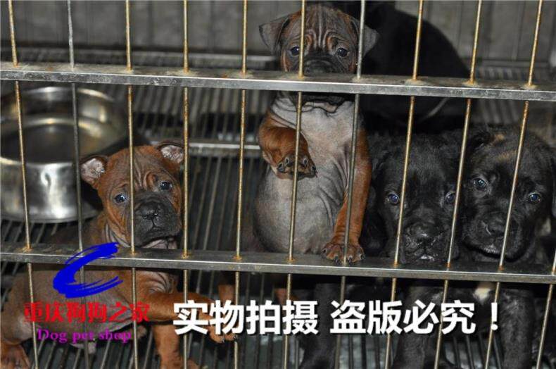 重庆狗狗之家十年老店出售水牛皮川东猎犬邻水狗洞狗老巢川东犬